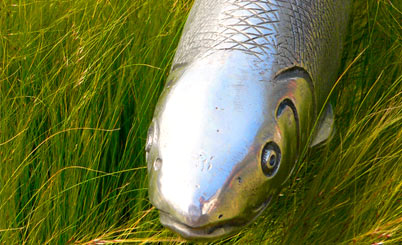 快速原型设计的手机在线轰炸